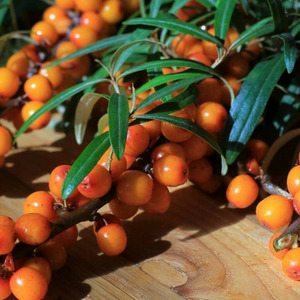 有機アルタイサジー（5パック入り） 詳細画像